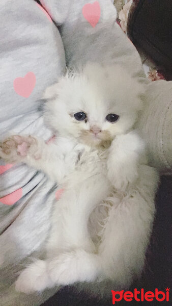 Scottish Fold, Kedi  Ponçik fotoğrafı