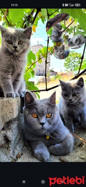 British Shorthair, Kedi  3 Aylık fotoğrafı