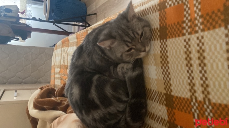 British Shorthair, Kedi  Lucy fotoğrafı