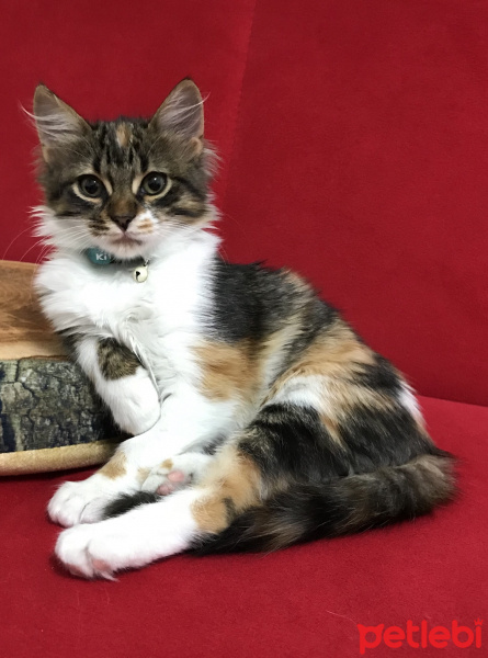 Tekir Kedi, Kedi  ceday fotoğrafı