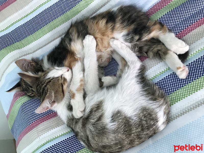Tekir Kedi, Kedi  ceday fotoğrafı