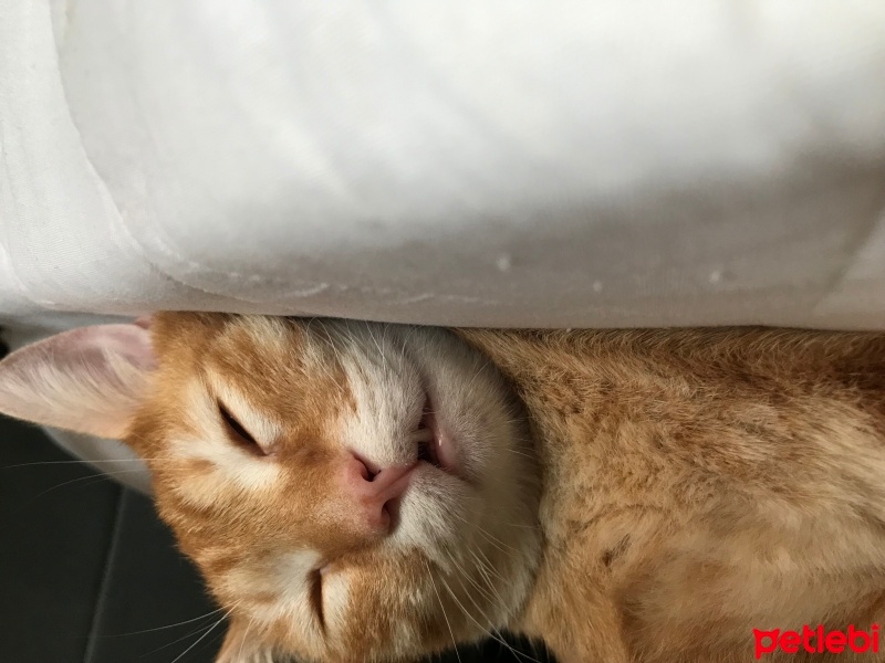 Sarman, Kedi  Badem fotoğrafı