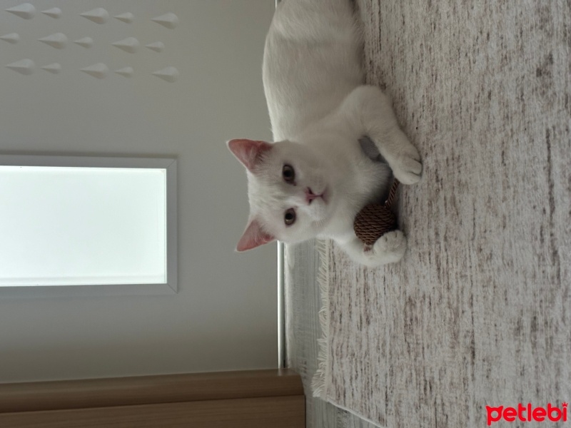 British Shorthair, Kedi  Pamuk fotoğrafı
