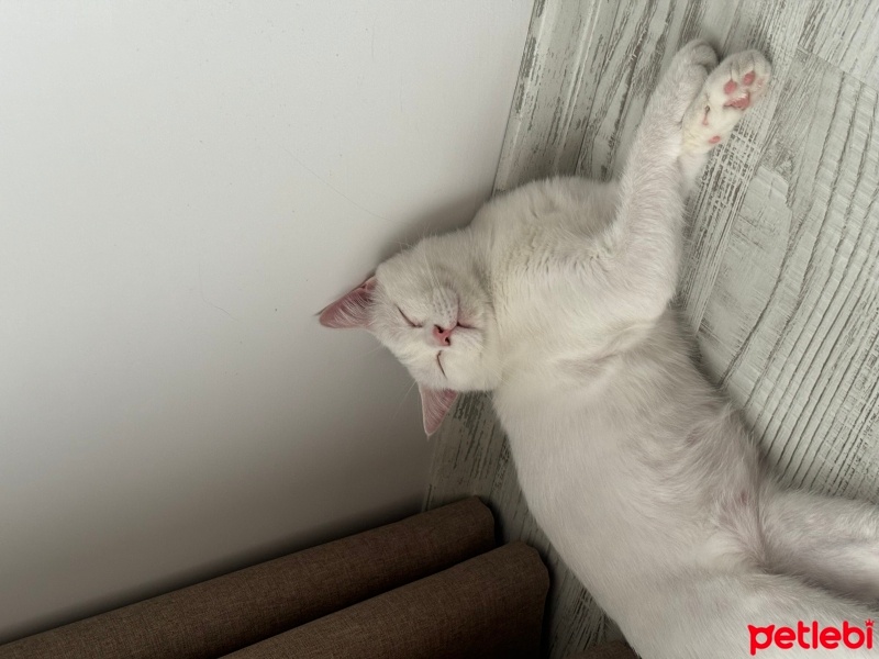 British Shorthair, Kedi  Pamuk fotoğrafı