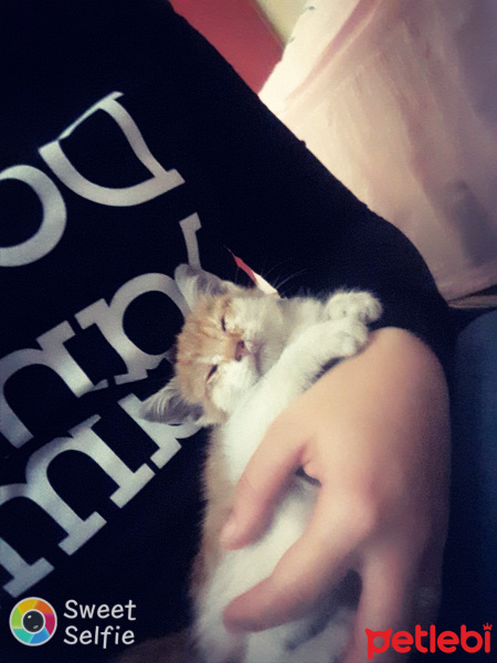 Tekir Kedi, Kedi  Nazli fotoğrafı