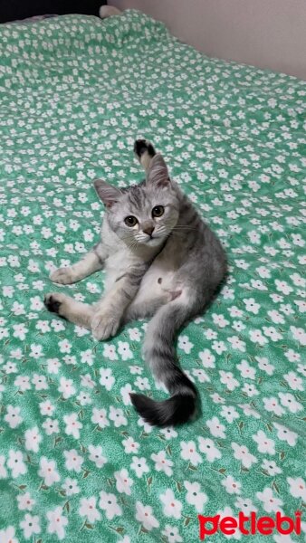 British Shorthair, Kedi  Lokum fotoğrafı