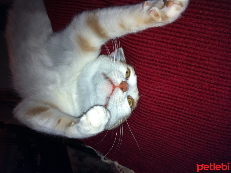 Tekir Kedi, Kedi  KEDİ fotoğrafı