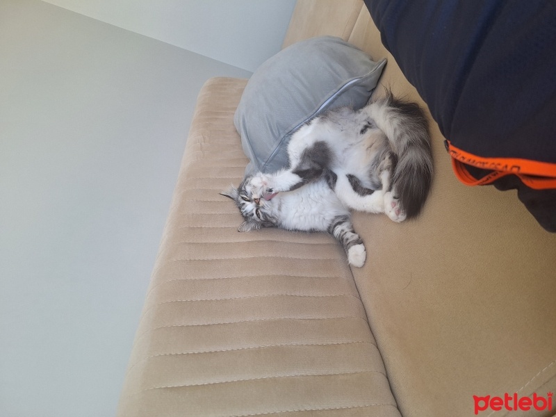 Tekir Kedi, Kedi  Gırgır fotoğrafı