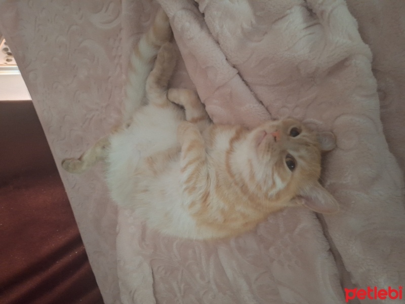 Tekir Kedi, Kedi  Behlül fotoğrafı