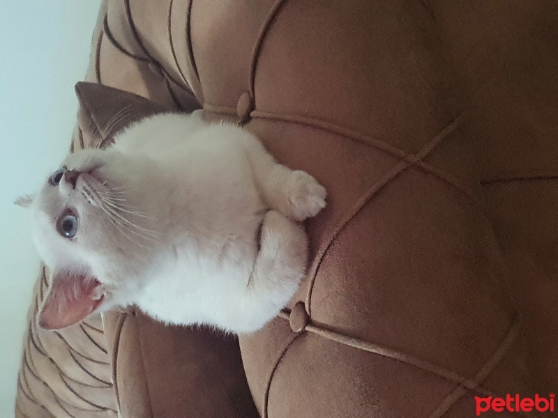 British Shorthair, Kedi  Snow whit3 fotoğrafı