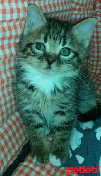 Sibirya Kedisi, Kedi  Mimi fotoğrafı