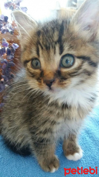 Sibirya Kedisi, Kedi  Mimi fotoğrafı