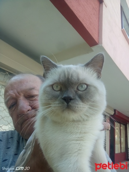 Siyam Kedisi, Kedi  Misa fotoğrafı
