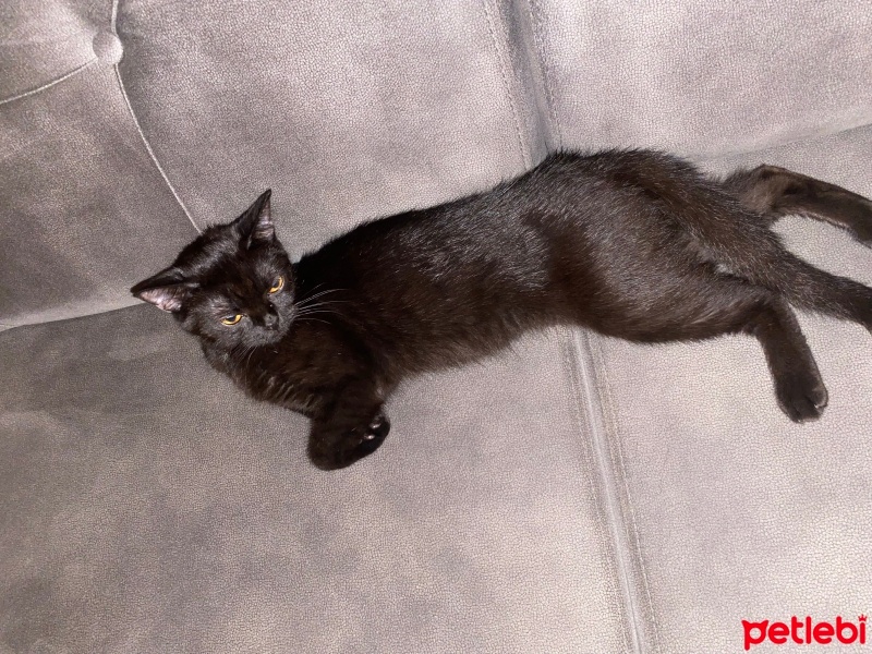 Bombay, Kedi  Bitter ücretsiz sahiplendirilecek fotoğrafı