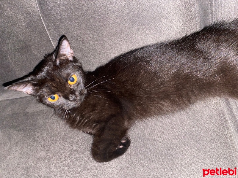 Bombay, Kedi  Bitter ücretsiz sahiplendirilecek fotoğrafı