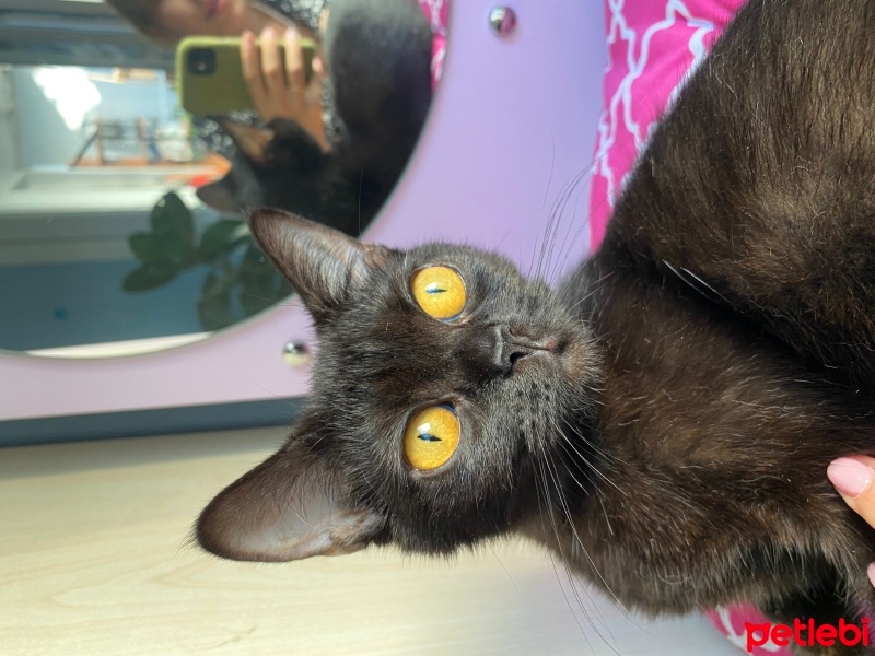 Bombay, Kedi  Bitter ücretsiz sahiplendirilecek fotoğrafı