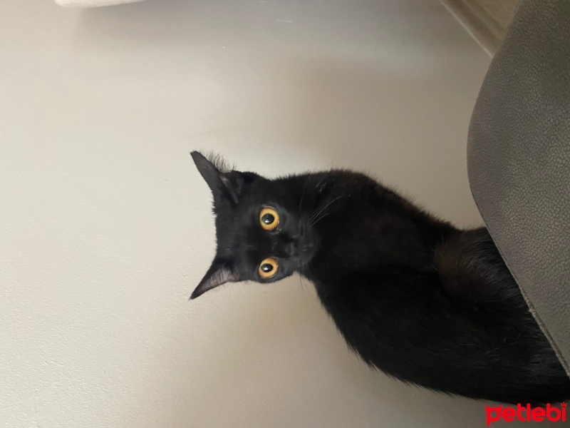 Bombay, Kedi  Bitter ücretsiz sahiplendirilecek fotoğrafı