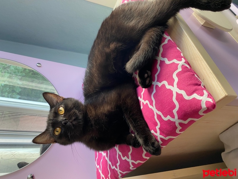 Bombay, Kedi  Bitter ücretsiz sahiplendirilecek fotoğrafı
