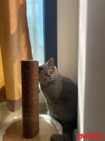 British Shorthair, Kedi  LEGOLAS fotoğrafı