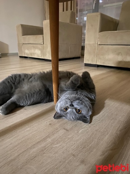British Shorthair, Kedi  LEGOLAS fotoğrafı