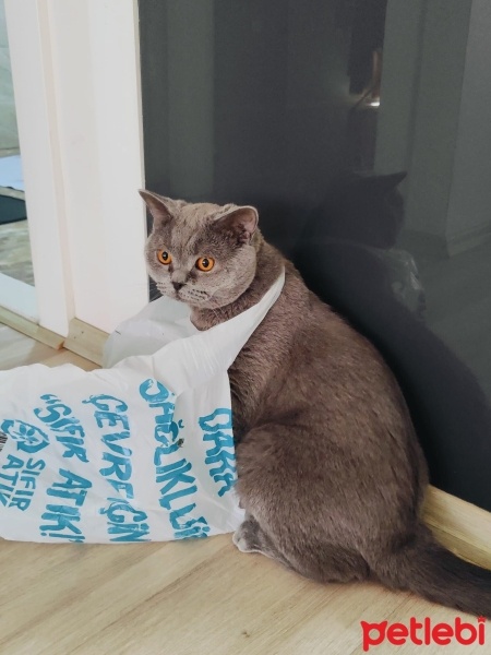 British Shorthair, Kedi  LEGOLAS fotoğrafı