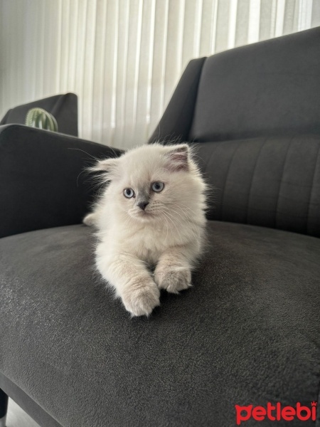 British Longhair, Kedi  Paris fotoğrafı