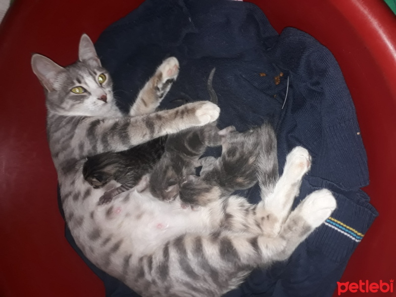 Tekir Kedi, Kedi  Gümüs fotoğrafı