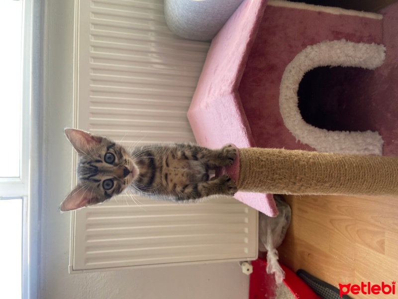 Tekir Kedi, Kedi  Maya fotoğrafı