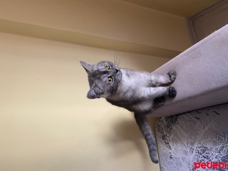 British Longhair, Kedi  Bal fotoğrafı