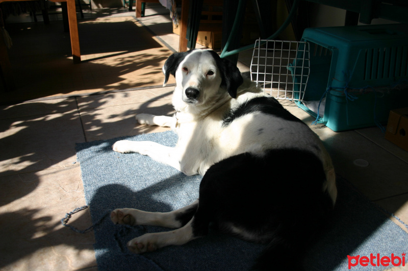 Sokö (Sokak Köpeği), Köpek  Panda fotoğrafı