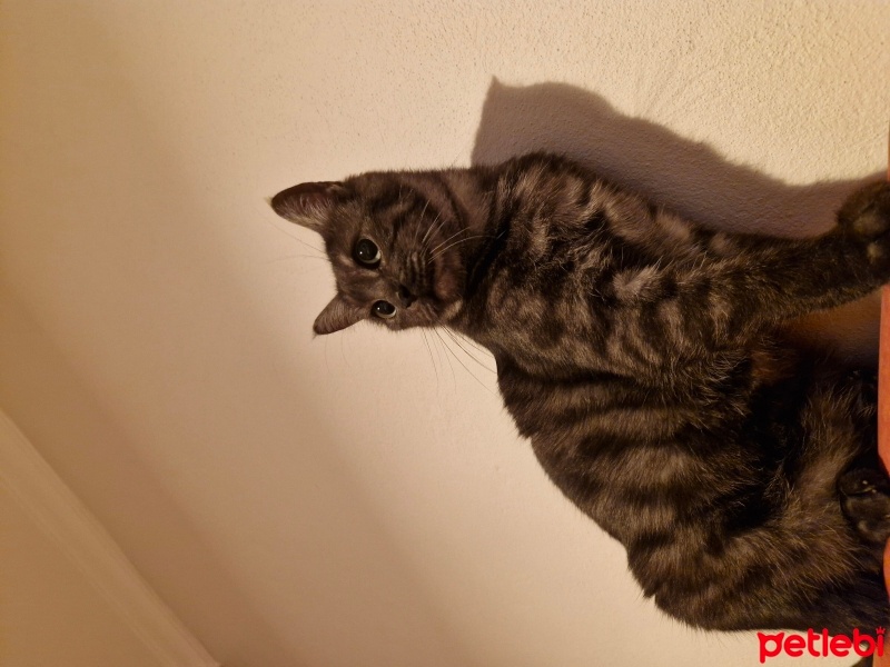 Tekir Kedi, Kedi  Lemi fotoğrafı