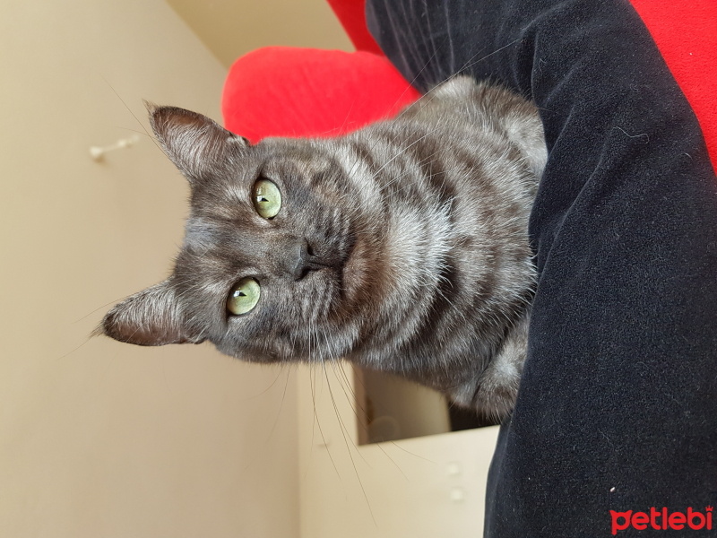 Tekir Kedi, Kedi  Lemi fotoğrafı