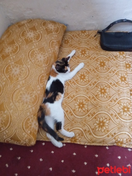 Tekir Kedi, Kedi  Mia fotoğrafı