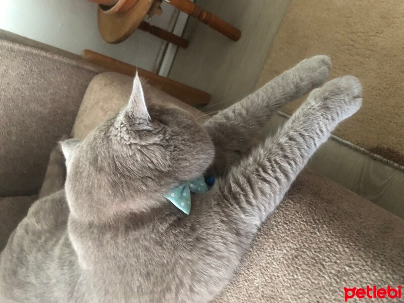 British Shorthair, Kedi  Thor fotoğrafı