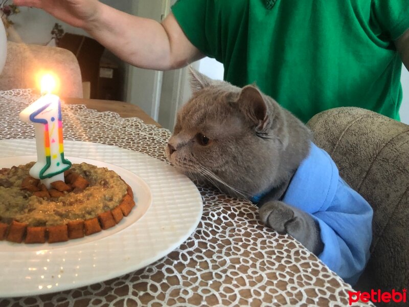 British Shorthair, Kedi  Thor fotoğrafı