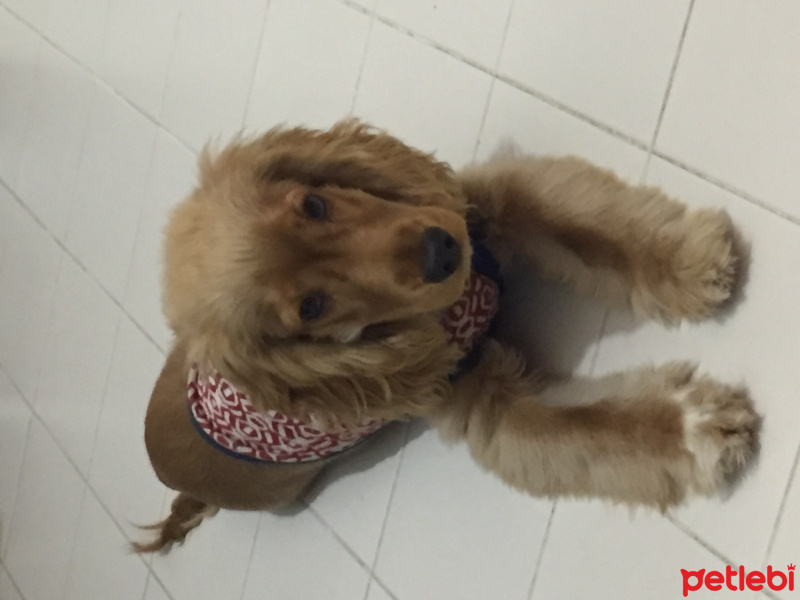 Amerikan Cocker Spaniel, Köpek  Rex fotoğrafı