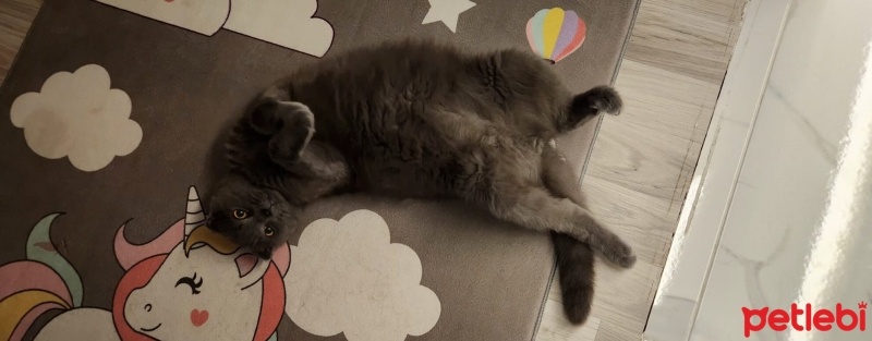 Scottish Fold, Kedi  Pati fotoğrafı