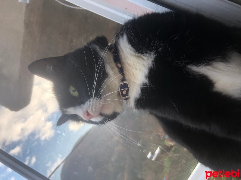 Tuxedo (Smokin) Kedi, Kedi  Tosbik fotoğrafı