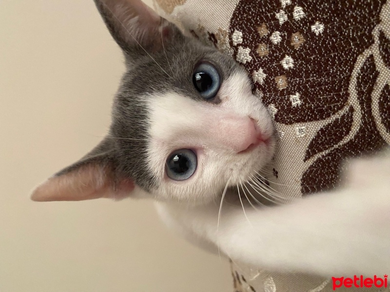Tekir Kedi, Kedi  Mavi fotoğrafı