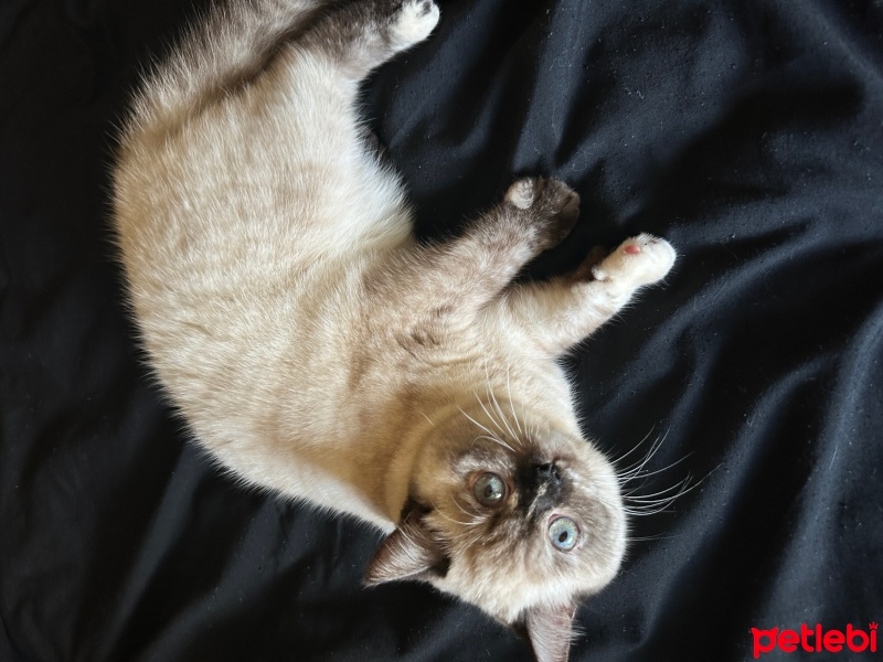 British Shorthair, Kedi  Mısha fotoğrafı