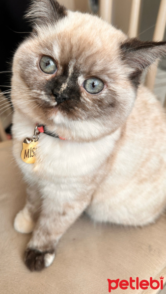 British Shorthair, Kedi  Mısha fotoğrafı