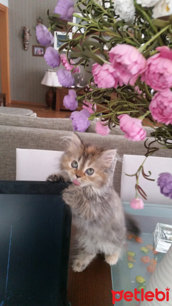 Chinchilla, Kedi  FISTIK fotoğrafı