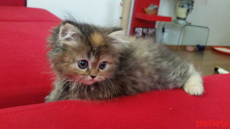 Chinchilla, Kedi  FISTIK fotoğrafı