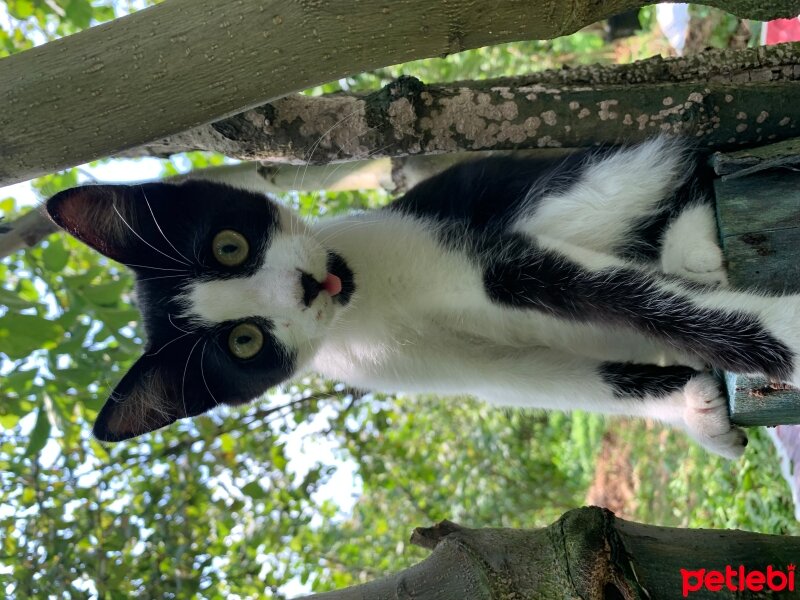 Tekir Kedi, Kedi  Boncuk fotoğrafı