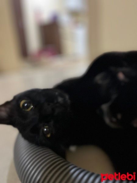 Tekir Kedi, Kedi  karamela fotoğrafı