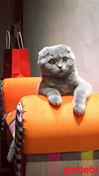 Scottish Fold, Kedi  Gümüş fotoğrafı