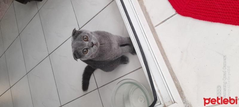 Scottish Fold, Kedi  Popcorn fotoğrafı
