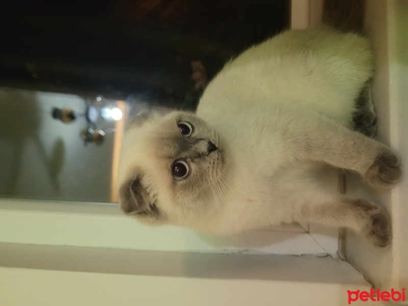 Siyam Kedisi, Kedi  Şila fotoğrafı