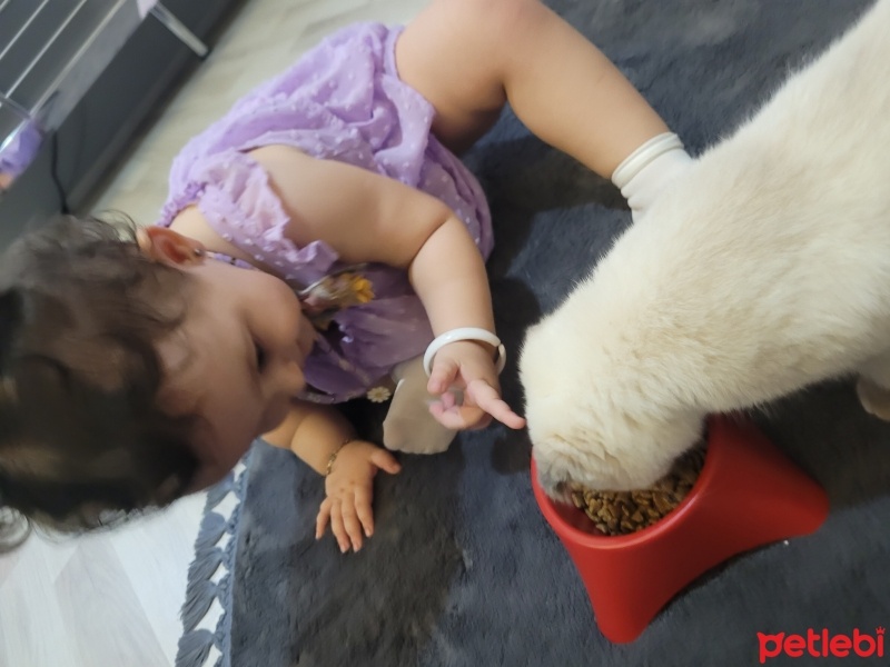 Siyam Kedisi, Kedi  Şila fotoğrafı