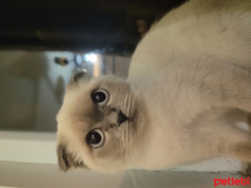 Siyam Kedisi, Kedi  Şila fotoğrafı